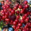 Red Chokeberry (Aronia Arbutifolia) - 3 Gallon Pot -Wilson Bros Garden aronia arbutifolia red chokeberry 2 3
