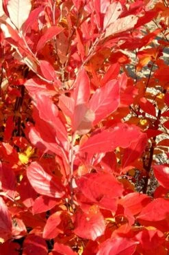 Red Chokeberry (Aronia Arbutifolia) - 1 Gallon Pot 13 Red Chokeberry (Aronia Arbutifolia) - 1 Gallon Pot -Wilson Bros Garden aronia arbutifolia red chokeberry 3 1