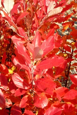 Red Chokeberry (Aronia Arbutifolia) - 3 Pack Of 1.5 Quart Pots 13 Red Chokeberry (Aronia Arbutifolia) - 3 Pack Of 1.5 Quart Pots -Wilson Bros Garden aronia arbutifolia red chokeberry 3