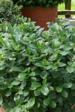 Low Scape Mound Aronia - 3 Gallon Pot -Wilson Bros Garden aronia low scape mound 13