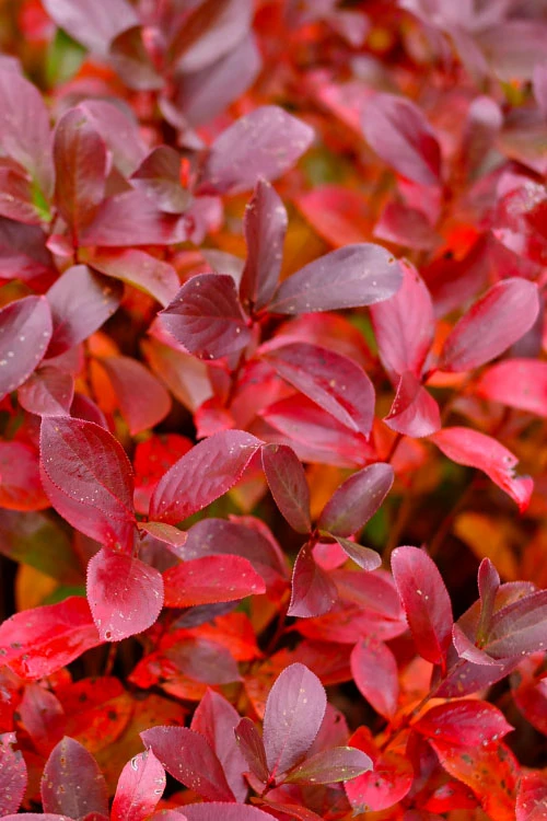 Ground Hug Aronia - 1 Gallon Pot 8 Ground Hug Aronia - 1 Gallon Pot - Image 6