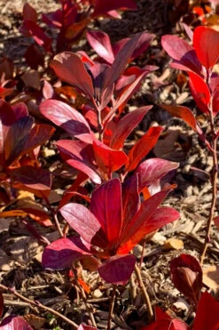 Low Scape Mound Aronia - 3 Gallon Pot -Wilson Bros Garden aronia low scape mound 3
