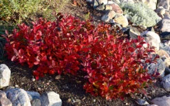 Ground Hug Aronia - 1 Gallon Pot 20 Ground Hug Aronia - 1 Gallon Pot -Wilson Bros Garden aronia low scape mound 7