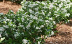 Low Scape Mound Aronia - 3 Gallon Pot -Wilson Bros Garden aronia low scape mound aronia 2