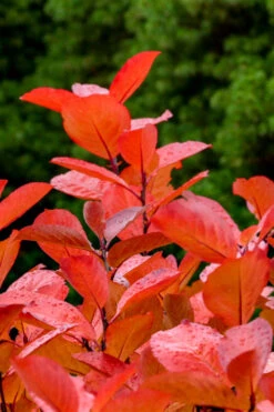 Black Chokeberry Bush (Aronia Melanocarpa ) - 3 Gallon Pot 17 Black Chokeberry Bush (Aronia Melanocarpa ) - 3 Gallon Pot -Wilson Bros Garden aronia melanocarpa black chokeberry bush 10