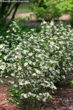 Black Chokeberry Bush (Aronia Melanocarpa ) - 3 Gallon Pot 15 Black Chokeberry Bush (Aronia Melanocarpa ) - 3 Gallon Pot -Wilson Bros Garden aronia melanocarpa black chokeberry bush 11