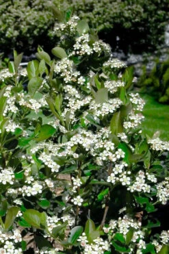 Black Chokeberry Bush (Aronia Melanocarpa ) - 3 Gallon Pot 19 Black Chokeberry Bush (Aronia Melanocarpa ) - 3 Gallon Pot -Wilson Bros Garden aronia melanocarpa black chokeberry bush 2