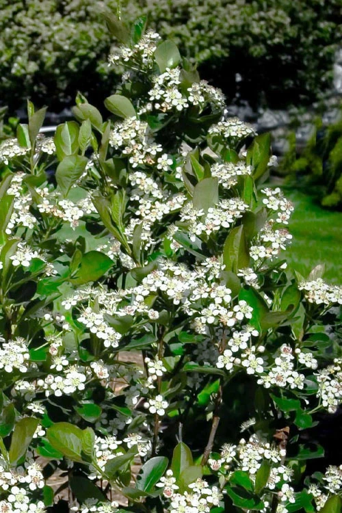 Black Chokeberry Bush (Aronia Melanocarpa ) - 3 Gallon Pot 11 Black Chokeberry Bush (Aronia Melanocarpa ) - 3 Gallon Pot - Image 9