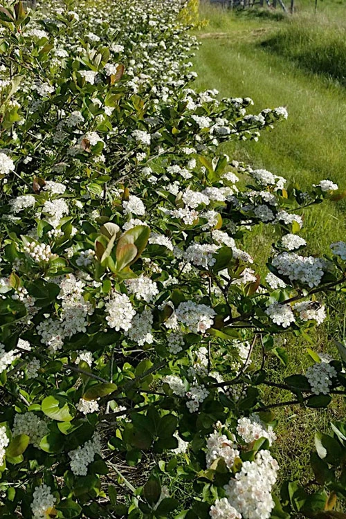 Black Chokeberry Bush (Aronia Melanocarpa ) - 3 Gallon Pot 10 Black Chokeberry Bush (Aronia Melanocarpa ) - 3 Gallon Pot - Image 8