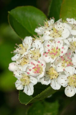 Low Scape Mound Aronia - 3 Gallon Pot -Wilson Bros Garden aronia melanocarpa black chokeberry bush 6 3