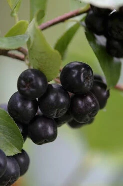 Black Chokeberry Bush (Aronia Melanocarpa ) - 3 Gallon Pot 16 Black Chokeberry Bush (Aronia Melanocarpa ) - 3 Gallon Pot -Wilson Bros Garden aronia melanocarpa black chokeberry bush 7