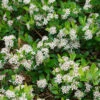 Ground Hug Aronia - 2 Gallon Pot -Wilson Bros Garden aronia melanocarpa ground hug black chokeberry 1 1