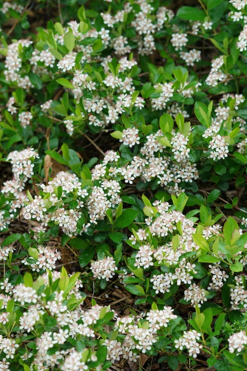 Ground Hug Aronia - 1 Gallon Pot 3 Ground Hug Aronia - 1 Gallon Pot