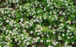 Ground Hug Aronia - 2 Gallon Pot -Wilson Bros Garden aronia melanocarpa ground hug black chokeberry 2 1