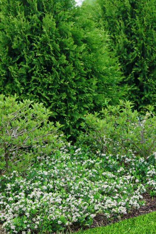 Ground Hug Aronia - 1 Gallon Pot 9 Ground Hug Aronia - 1 Gallon Pot - Image 7