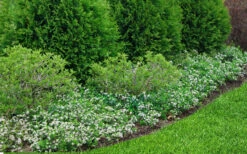 Ground Hug Aronia - 1 Gallon Pot 16 Ground Hug Aronia - 1 Gallon Pot -Wilson Bros Garden aronia melanocarpa ground hug black chokeberry 4