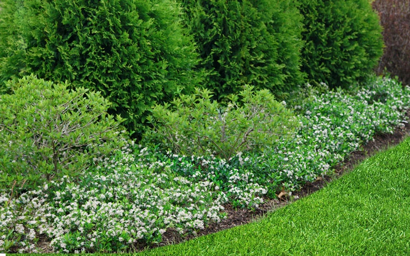 Ground Hug Aronia - 1 Gallon Pot 7 Ground Hug Aronia - 1 Gallon Pot - Image 5