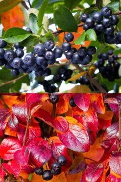 Ground Hug Aronia - 2 Gallon Pot -Wilson Bros Garden aronia melanocarpa ground hug black chokeberry 6 1