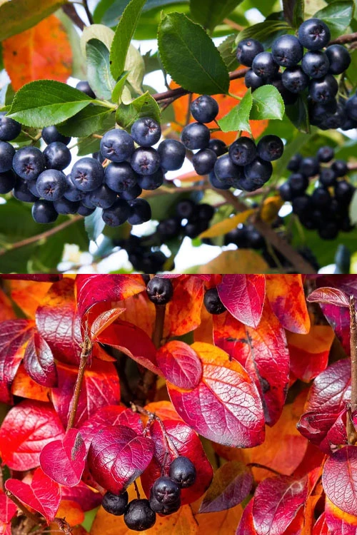 Ground Hug Aronia - 1 Gallon Pot 10 Ground Hug Aronia - 1 Gallon Pot - Image 8