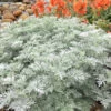 Powis Castle Artemisia - 1 Gallon Pot -Wilson Bros Garden artemisia powis castle 12