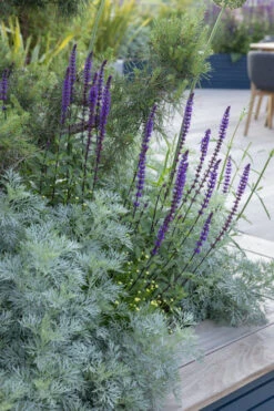 Powis Castle Artemisia - 1 Gallon Pot -Wilson Bros Garden artemisia powis castle 4