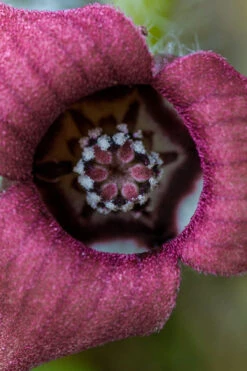 Western Wild Ginger (Asarum) - 6 Pack Of 1 Gallon Pots -Wilson Bros Garden asarum caudatum wild ginger 2