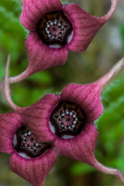 Western Wild Ginger (Asarum) - 6 Pack Of 1 Gallon Pots