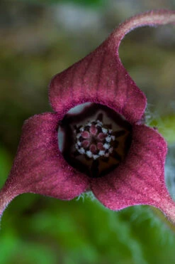 Western Wild Ginger (Asarum) - 6 Pack Of 1 Gallon Pots -Wilson Bros Garden asarum caudatum wild ginger 5