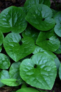 Western Wild Ginger (Asarum) - 6 Pack Of 1 Gallon Pots -Wilson Bros Garden asarum caudatum wild ginger 7