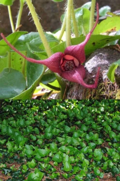 Western Wild Ginger (Asarum) - 6 Pack Of 1 Gallon Pots -Wilson Bros Garden asarum caudatum wild ginger 8