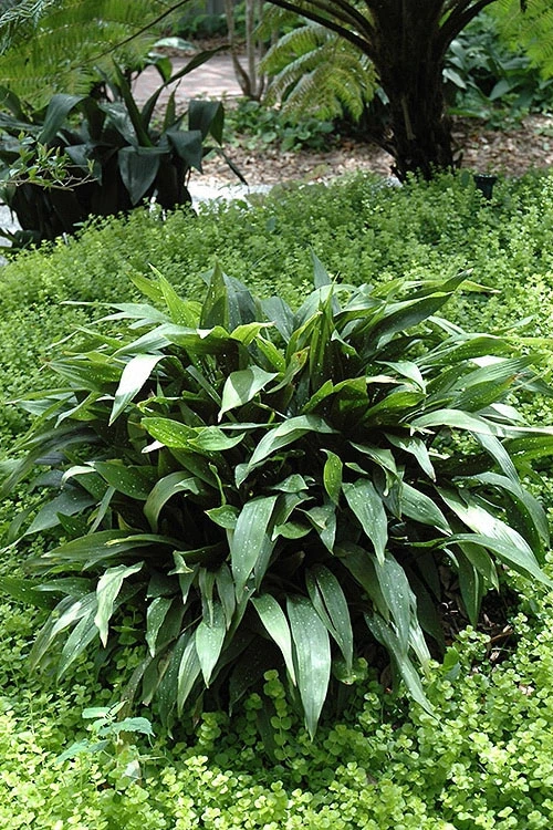 Milky Way Cast Iron Plant - 3 Gallon Pot 6 Milky Way Cast Iron Plant - 3 Gallon Pot - Image 4