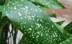 Spek-tacular Cast Iron Plant - 3 Gallon Pot -Wilson Bros Garden aspidistra spek tacular cast iron plant 101