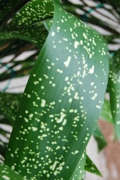 Spek-tacular Cast Iron Plant - 3 Gallon Pot -Wilson Bros Garden aspidistra spek tacular cast iron plant 103