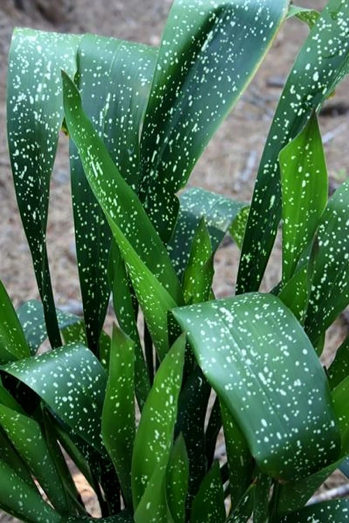 Milky Way Cast Iron Plant - 3 Gallon Pot 3 Milky Way Cast Iron Plant - 3 Gallon Pot