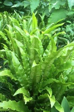 Hart's Tongue Fern (Asplenium Scolopendrium) - 1 Gallon Pot -Wilson Bros Garden asplenium scolopendrium harts tongue fern 3