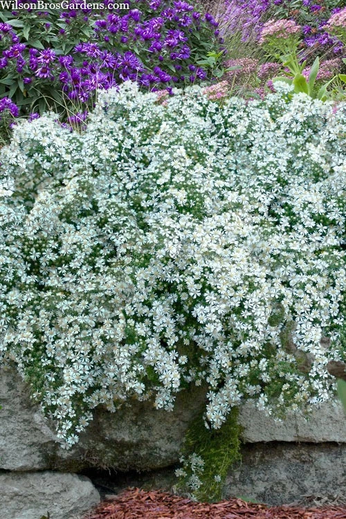 Snow Flurry Heath Aster - 1 Gallon Pot 10 Snow Flurry Heath Aster - 1 Gallon Pot - Image 8