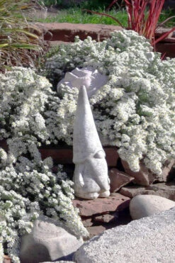 Snow Flurry Heath Aster - 6 Pack Of 1 Gallon Pots