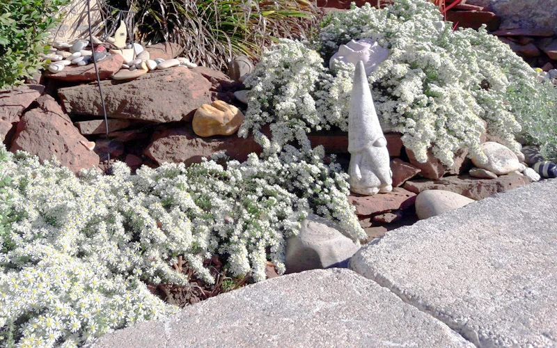 Snow Flurry Heath Aster - 1 Gallon Pot 11 Snow Flurry Heath Aster - 1 Gallon Pot - Image 9