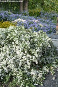 Snow Flurry Heath Aster - 6 Pack Of 1 Gallon Pots -Wilson Bros Garden aster ericoides snow flurry 20 2
