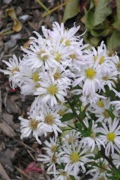 Snow Flurry Heath Aster - 6 Pack Of 1 Gallon Pots -Wilson Bros Garden aster ericoides snow flurry 4 2