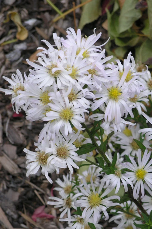 Snow Flurry Heath Aster - 1 Gallon Pot 6 Snow Flurry Heath Aster - 1 Gallon Pot - Image 4