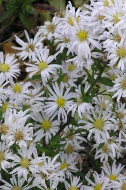 Snow Flurry Heath Aster - 1 Gallon Pot 16 Snow Flurry Heath Aster - 1 Gallon Pot -Wilson Bros Garden aster ericoides snow flurry 5