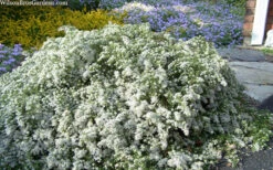 Snow Flurry Heath Aster - 5 Pack Of Quart Pots -Wilson Bros Garden aster ericoides snow flurry heath aster 20 1