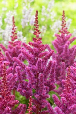 Visions In Red Astilbe - 1 Gallon -Wilson Bros Garden astilbe visions in red 13