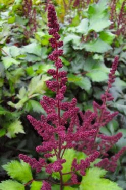 Visions In Red Astilbe - 1 Gallon -Wilson Bros Garden astilbe visions in red 16