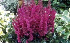 Visions In Red Astilbe - 1 Gallon -Wilson Bros Garden astilbe visions in red 2 800x500 1