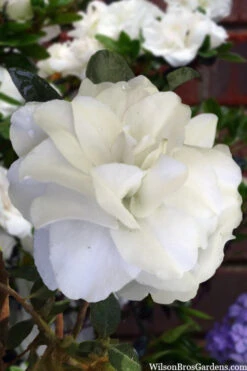 Snowball Bloom 'N Again Azalea - 2 Gallon Pot -Wilson Bros Garden azalea bloom n again snowball 13