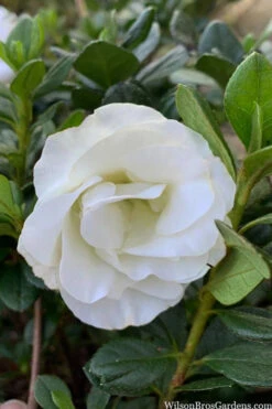 Snowball Bloom 'N Again Azalea - 2 Gallon Pot -Wilson Bros Garden azalea bloom n again snowball 14