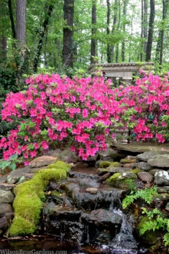 Pink Formosa Azalea - 3 Gallon Pot -Wilson Bros Garden azalea pink formosa 2 2