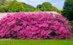 Pink Formosa Azalea - 6 Pack Of 1 Gallon Pots -Wilson Bros Garden azalea pink formosa 4 1